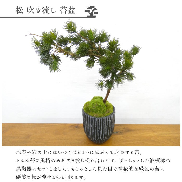 フェイクグリーン 造花盆栽 人工観葉植物 [松 吹き流し 苔盆] 黒陶器インテリアグリーン カップボン pr-18